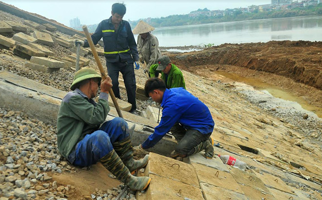 Công nhân Công ty Lâm Việt đang đẩy nhanh tiến độ kè chân đê.