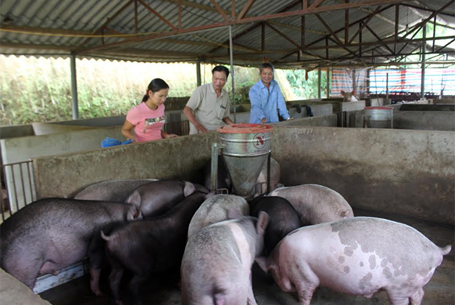 Hiện các địa phương, các hộ chăn nuôi, chủ trang trại, doanh nghiệp tổ chức tái đàn, đẩy mạnh chăn nuôi đảm bảo nguồn cung cho thị trường cuối năm. Trong ảnh: Người dân xã Bảo Ái tích cực đẩy mạnh chăn nuôi lợn chuẩn bị cung cấp cho thị trường cuối năm. (Ảnh: Minh Huyền)