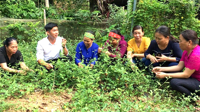 Nhóm sở thích trồng cây dược liệu xã Mậu Đông, huyện Văn Yên trao đổi kỹ thuật trồng cây cà gai leo.