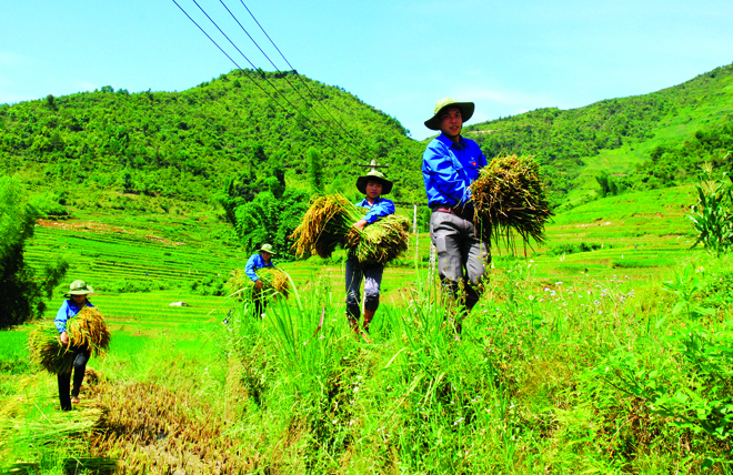 Thanh niên tình nguyện gặt lúa giúp nhân dân bản Có Thái, xã Nậm Có, huyện Mù Cang Chải.