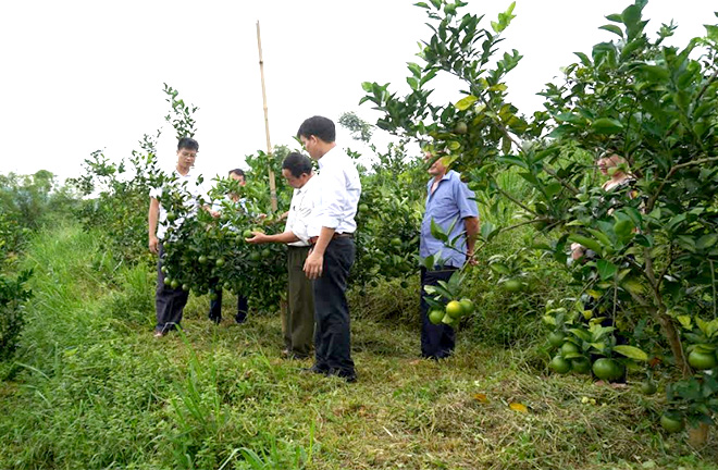 Mô hình trồng thử nghiệm giống cam BH tại xã Thượng Bằng La, huyện Văn Chấn.