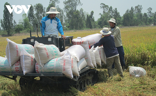 Giá gạo xuất khẩu Việt Nam tăng cao kỷ lục.