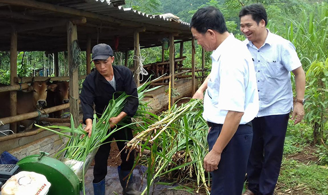 Phát triển chăn nuôi đại gia súc là thế mạnh của xã Quang Minh.