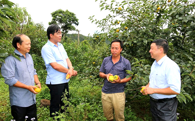Đồng chí Nông Việt Yên - Bí thư Huyện ủy Mù Cang Chải kiểm tra mô hình trang trại phát triển kinh tế tại xã Nậm Khắt.