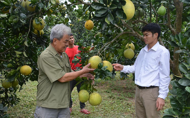 Lãnh đạo xã Vũ Linh kiểm tra mô hình trồng bưởi Diễn, bưởi Đoan Hùng tại thôn Làng Mấy.