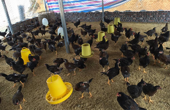 Một mô hình chăn nuôi gà thả vườn an toàn sinh học tại xã Xuân Long, huyện Yên Bình.