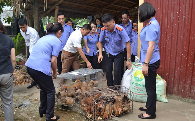 Viện Kiểm sát nhân dân thành phố Yên Bái hỗ trợ gà giống cho các hộ có hoàn cảnh khó khăn của xã Giới Phiên.