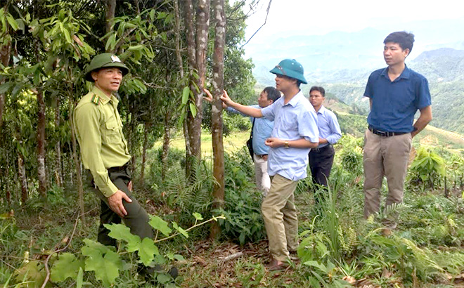 Lãnh đạo HĐND huyện Văn Chấn kiểm tra việc phát dọn thực bì trước khi trồng quế tại xã Nậm Mười.