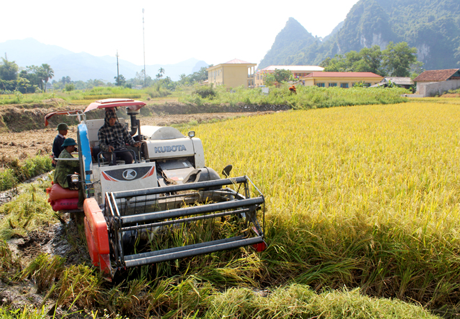 Nông dân xã Vĩnh Lạc, huyện Lục Yên sử dụng máy gặt đập liên hoàn trong thu hoạch.