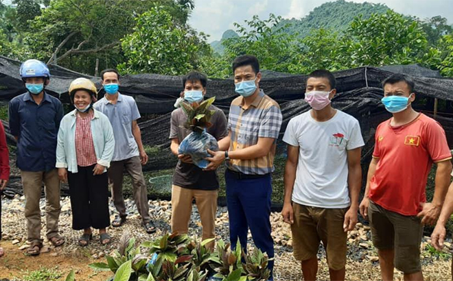 Các hộ thành viên HTX Dược liệu Bình An tại xã Xuân Long, huyện Yên Bình nhận cây lá khôi từ Dự án.