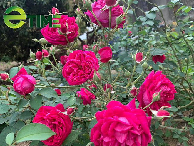 Trung bình mỗi ngày chị Hiền thu hái khoảng 4-5 kg hoa hồng tươi, thời điểm rộ hoa nhất chị thu hái khoảng 10 kg/ngày.