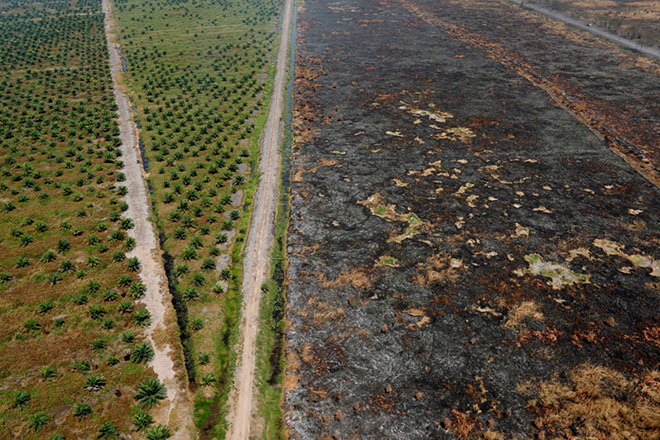 Tình trạng chặt phá rừng tại tỉnh Nam Kalimantan, Indonesia năm 2019.