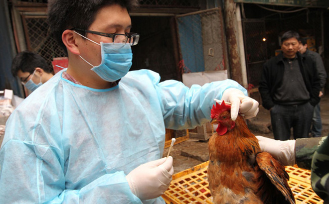 Bác sĩ thu thập mẫu bệnh phẩm từ gà để xét nghiệm cúm gia cầm tại chợ nông sản Zhuanqiao, Thượng Hải, Trung Quốc