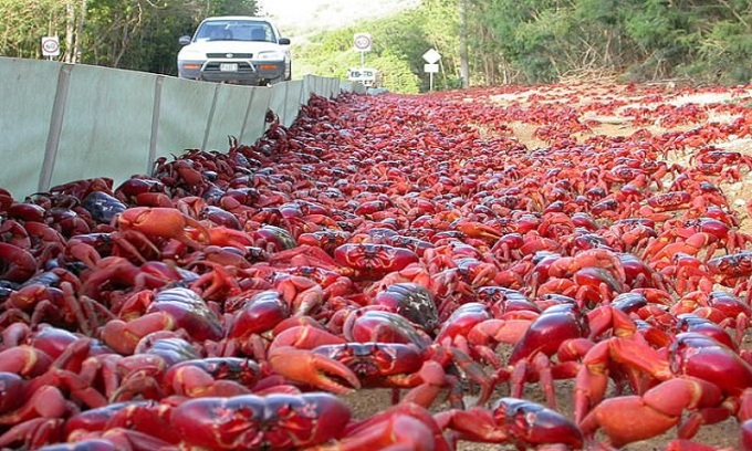 Đàn cua đỏ bò khắp mặt đường trong mùa di cư năm nay.