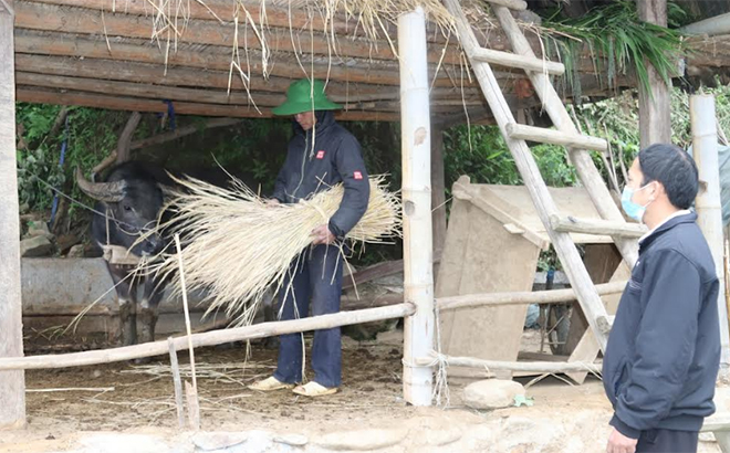 Người dân bản Nả Dề Thàng, xã Khao Mang chủ động làm chuồng trại và dự trữ rơm rạ phục vụ chăn nuôi mùa đông.