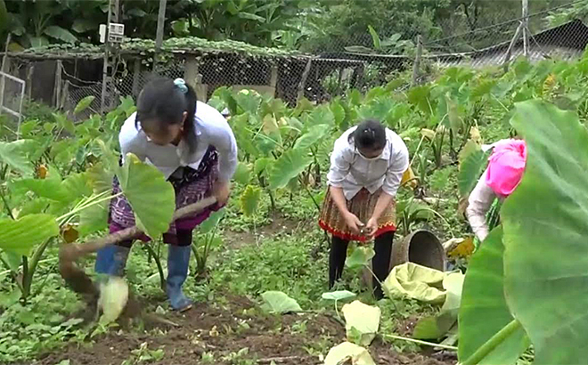 Nông dân huyện Trạm Tấu mở rộng diện tích trồng khoai sọ sau khi xác lập quyền sở hữu trí tuệ cho sản phẩm.