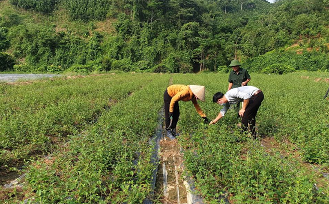 Người dân xã Đông Cuông, huyện Văn Yên chăm sóc cây cà gai leo.