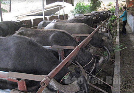 Một mô hình chăn nuôi đại gia súc ở thôn Bản Phiêng 2, xã Sơn Thịnh tham gia Đề án Phát triển chăn nuôi.