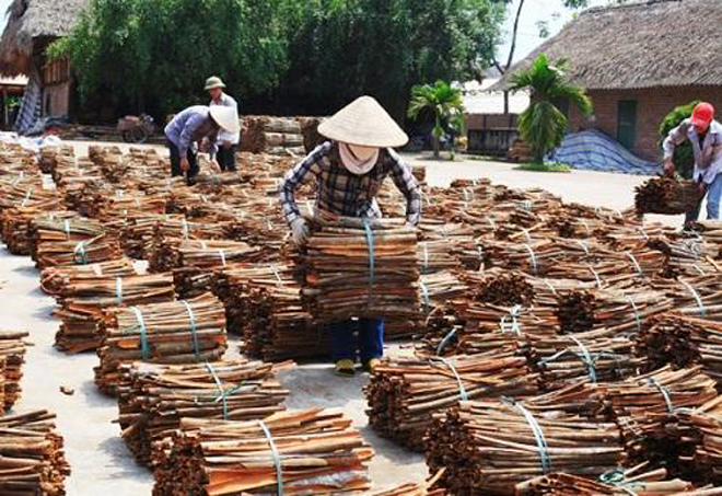 Xã viên Hợp tác xã quế hồi xã Đào Thịnh, huyện Trấn Yên phơi quế vỏ. (Ảnh minh họa).