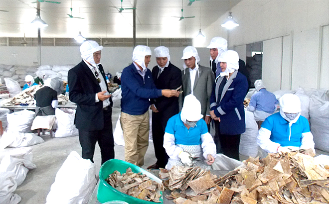 Lãnh đạo Liên minh HTX Việt Nam, lãnh đạo tỉnh Yên Bái thăm khu chế biến măng tre Bát độ xuất khẩu tại Công ty cổ phần Yên Thành, huyện Yên Bình. (Ảnh: K.T)
