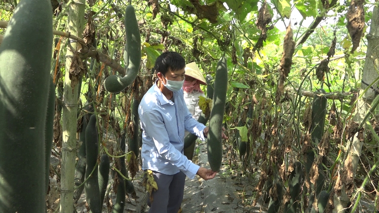 Mô hình trồng bí xanh hiệu quả ở xã Sơn Lương .(Ảnh: Cổng TTĐT Yên Bái)