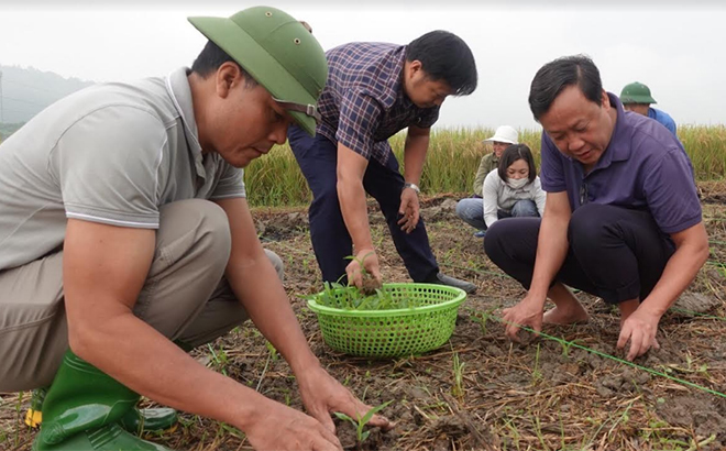 Cán bộ ngành nông nghiệp huyện Lục Yên hướng dẫn nông dân gieo trồng cây vụ đông.