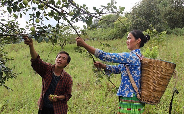 Người dân xã Xà Hồ, huyện Trạm Tấu, tỉnh Yên Bái thu hoạch sơn tra.