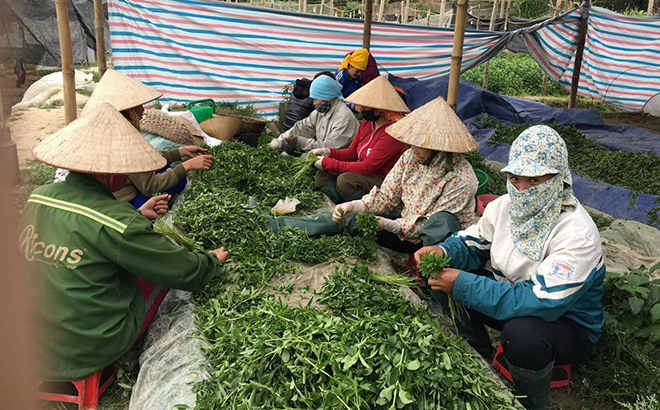 Cỏ ngọt trồng tại thị xã Nghĩa Lộ được Công ty Dịch vụ kỹ thuật nông - lâm, thủy sản TNĐ sơ chế để xuất khẩu.