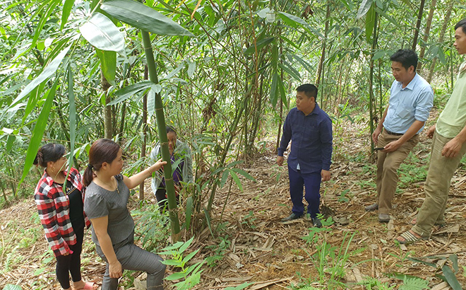 Hội viên Hội Nông dân huyện Trấn Yên thăm mô hình trồng tre măng Bát độ tại xã Kiên Thành.