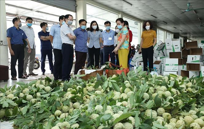 Kiểm tra, khảo sát sản xuất, tiêu thụ na theo tiêu chuẩn VietGAP của Hợp tác xã nông sản huyện Chi Lăng.