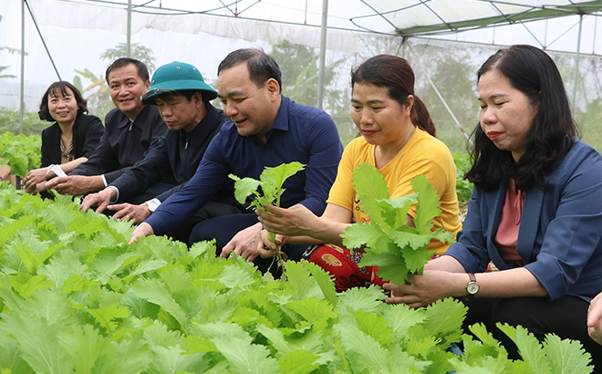 Lãnh đạo huyện Trấn Yên kiểm tra mô hình trồng rau an toàn tại xã Y Can, huyện Trấn Yên.