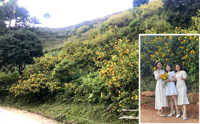 Du khách chụp ảnh cùng hoa dã quỳ trên những cung đường của huyện Trạm Tấu.