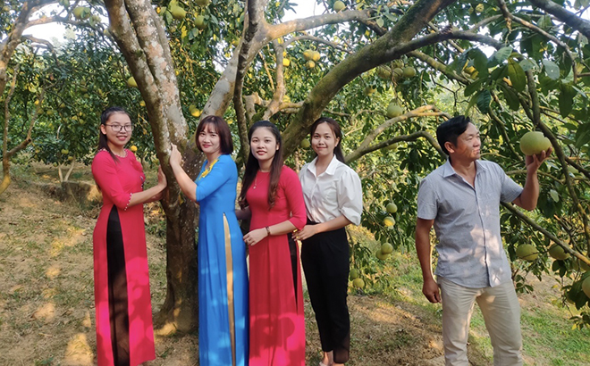 Visitors experience the grapefruit orchard that won the first prize at this year’s good grapefruit tree and orchard contest in Yen Binh district.