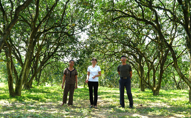 Vườn bưởi của gia đình ông Nguyễn Mạnh Ân, thôn Khả Lĩnh, xã Đại Minh đã sẵn sàng đón du khách.