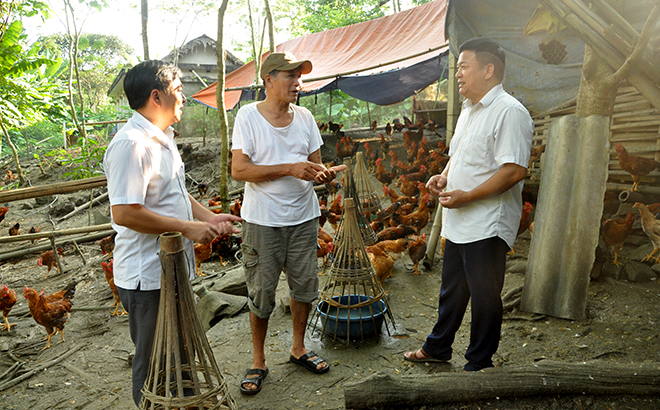 Mô hình chăn nuôi gà trống thiến của ông Tống Văn Anh ở xã Mai Sơn.