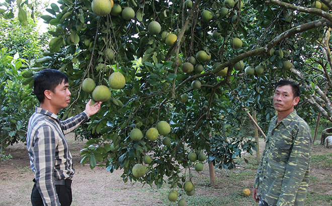 Mô hình trồng bưởi theo tiêu chuẩn VietGAP của ông Đỗ Xuân Sang (bên phải), xã Quy Mông, huyện Trấn Yên.