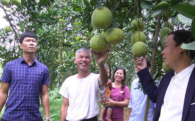 Người dân xã Đại Minh ngóng đợi một vụ bưởi thắng lợi