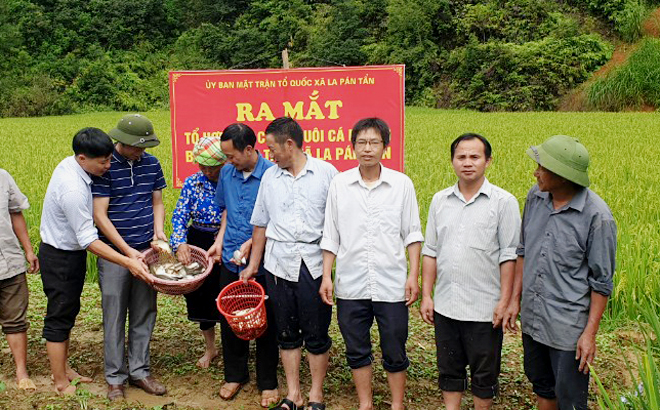 Người dân xã La Pán Tẩn thu hoạch cá nuôi trên ruộng