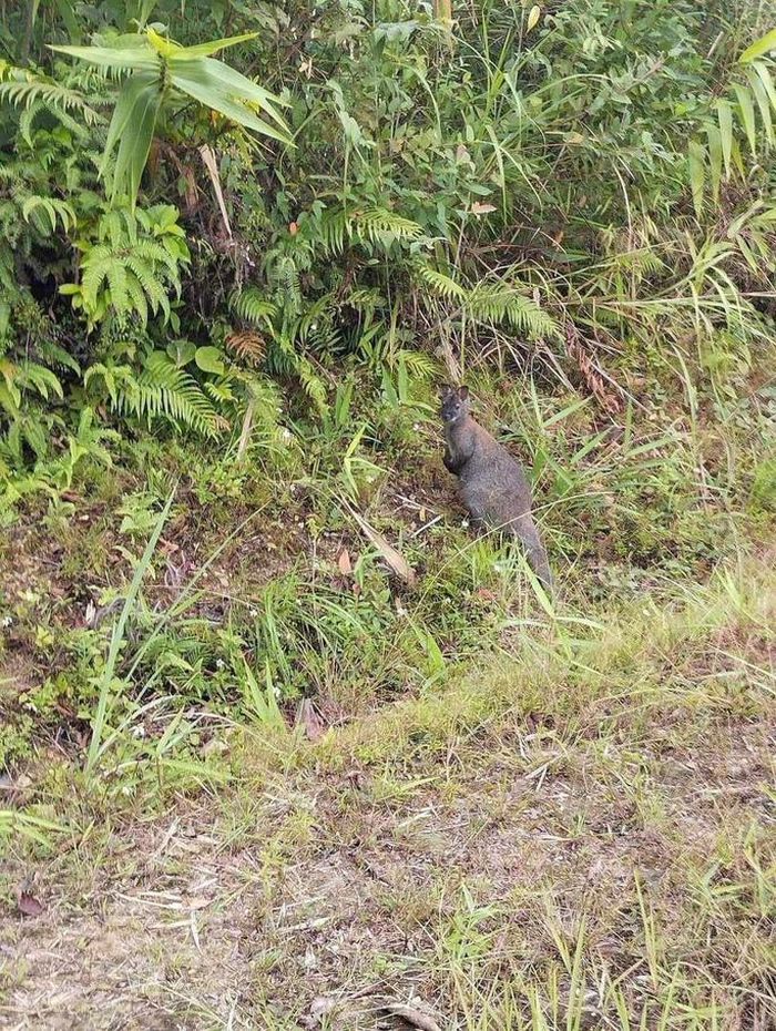 Con chuột túi bất ngờ xuất hiện ở bìa rừng. Ảnh: Facebook