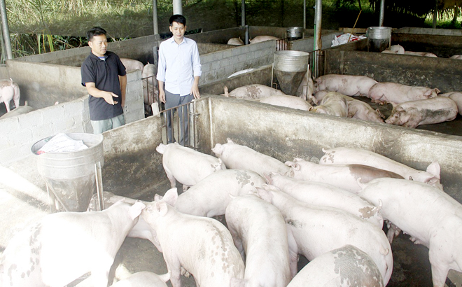 Ông Nông Văn Nhì, thôn Cây Tre (bên trái) giới thiệu mô hình chăn nuôi lợn thương phẩm của gia đình với lãnh đạo Hội Nông dân xã Xuân Lai.