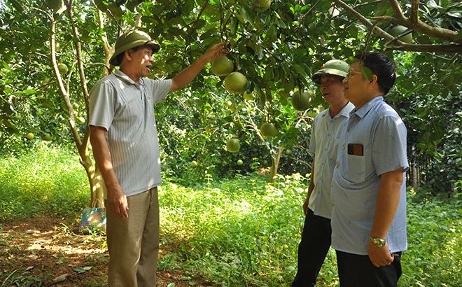 Ông Nguyễn Ngọc Minh (bên trái) giới thiệu mô hình kinh tế trang trại của gia đình với đảng viên trong Chi bộ.