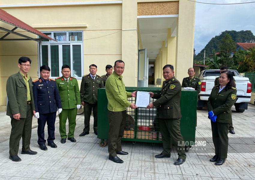 Trung tâm Cứu hộ, Bảo tồn và Phát triển sinh vật Hoàng Liên (Lào Cai) và Hạt Kiểm lâm huyện Thạch An (Cao Bằng) làm thủ tục bàn giao, tiếp nhận các cá thể chuột túi. (Ảnh: TL)