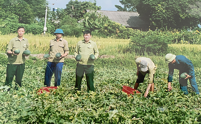 Hội viên cựu chiến binh xã Thạch Lương thu hoạch dưa hấu đưa ra thị trường tiêu thụ.