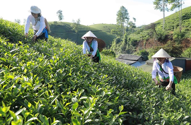 Hợp tác xã chè an toàn xã Long Cốc, huyện Tân Sơn có 15 hộ tham gia sản xuất trên diện tích hơn 35 ha, đạt doanh thu 2,2 tỷ đồng/năm