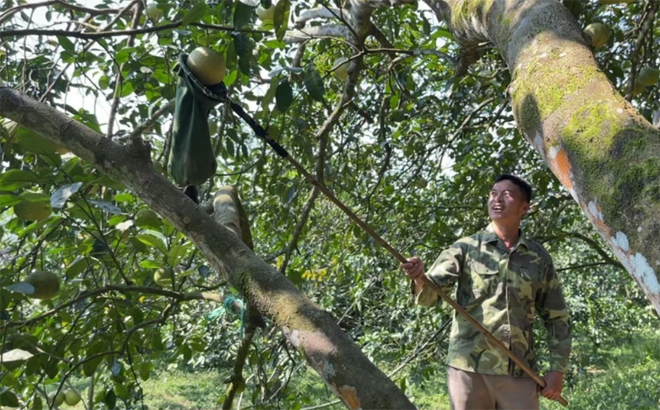 Thu hoạch bưởi tại xã Đại Minh, huyện Yên Bình, tỉnh Yên Bái.