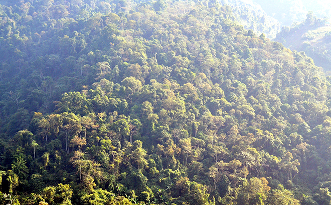Diện tích rừng phòng hộ của xã Suối Quyền được quản lý, bảo vệ tốt nên không có tình trạng chặt phá, đốt rừng làm nương rẫy.