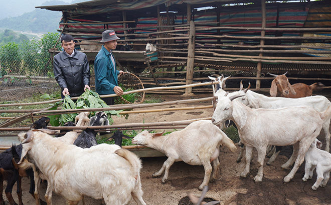 Từ sự hỗ trợ của Nhà nước hàng nghìn hộ dân trên địa bàn huyện Văn Chấn vươn lên thoát nghèo. Trong ảnh: Mô hình chăn nuôi dê của nông dân xã Suối Bu.