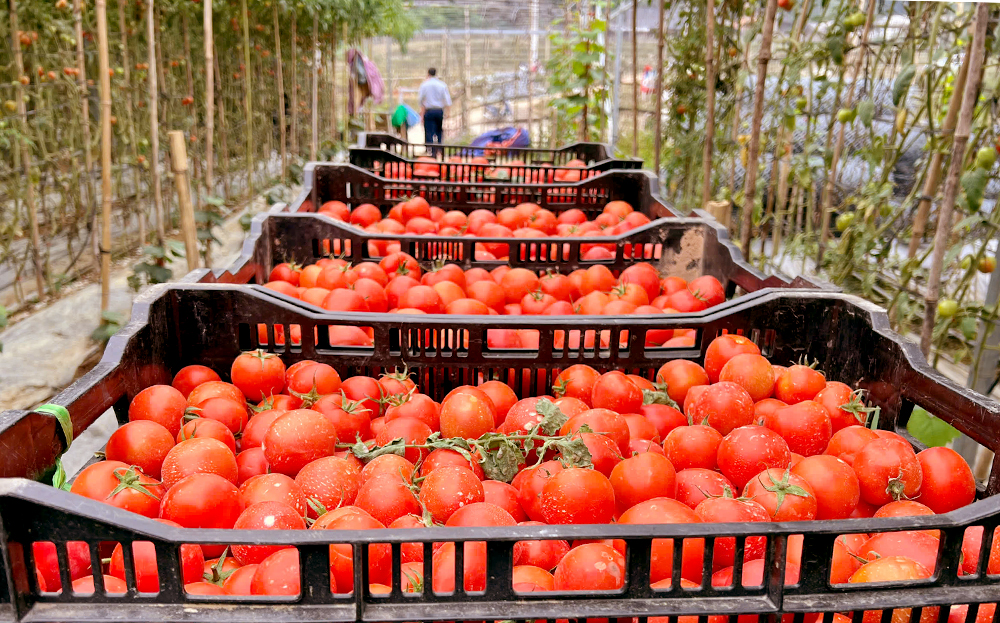 Thanks to favorable soil and climate, 1 hectare of Beef tomatoes grown in Nam Khat yields 50–70 tons of visually appealing and delicious fruit.