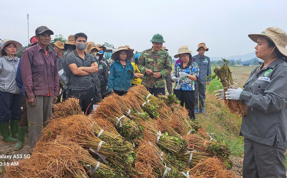 Cán bộ kỹ thuật Trung tâm Dịch vụ, Hỗ trợ phát triển nông nghiệp huyện Trấn Yên hướng dẫn nông dân khôi phục sản xuất sau mưa lũ do hoàn lưu bão số 3.