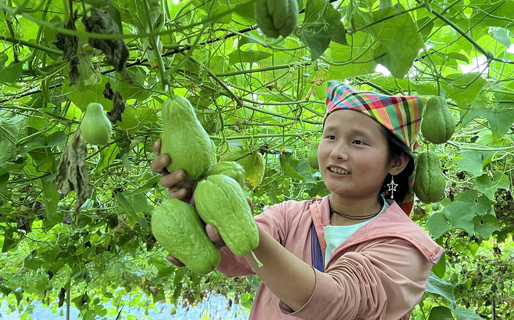 Nông dân Mù Cang Chải phát triển sản xuất rau màu.